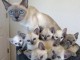 Magnifique chatons de race siberien   en adoption