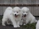 Adorables chiots samoyede lof