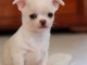 chiots Chihuahua a donner