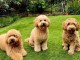 Adorables Chiots Caniches