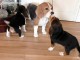 Superbes Chiots Beagle Pure Race