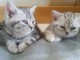Deux chatons British shorthair