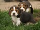 Donne chiot type Berger Beagle 