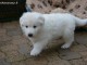 Donne chiot type Berger Blanc Suisse,