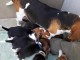  Magnifiques Chiots Beagle Pure Race