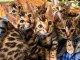 superbes chatons bengal