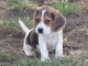 Donne chiot type Berger Beagle