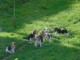 Chiots Beagle recherchent famille