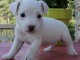 Chiot race Jack Russell Terrier Femelle à donner