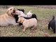 Magnifiques Chiots Labradors Retriever Pure Race