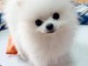 chiots Spitz Nain pure race a donner