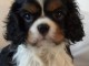 Donne chiots cavalier king charles pure race