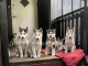 chiots husky sibérien : Reste - 1 mâle - 1 femelle agés 3 mois