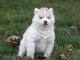 A donner magnifique chiot husky siberian femelle âgée de 3 mois 