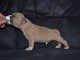 Chiot american staffordshire terrier lof a donner