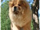 Je donne chiot chow chow femelle
