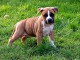 A donner chiots american staffordshire terrier