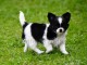 Donne chiot type Chihuahua