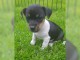 PETS JACK RUSSEL AVAILABLE