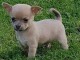 chiot chihuahua trois mois