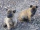 Donne chiot type Berger Malinois