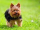 Donne chiot type Yorkshire Terrier