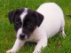 Donne chiot type Jack Russel terrier 
