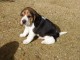 Donne chiot type Berger Beagle