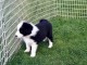 Donne chiot type Border Collie