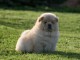 chiot chow chow lof a donner