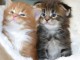 Chatons Maine coon a donner contre bon soin 