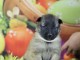 Magnifique et adorable chiot berger belge