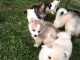 Donne contre bon soin les chiots de race husky sibérien 