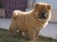 Donne chiot type Chow chow