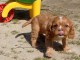 Donne chiot type  Cavalier King Charles Spaniel,