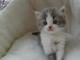  adoption magnifiques chaton scootish fold âgés de 3 mois