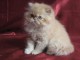 magnifique chaton Persan Chinchilla âgé de 3 mois