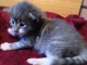 adoption magnifique chaton Norvégien âgé de 3 mois