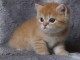 adoption magnifiques chaton British Shorthair âgés de 3 mois