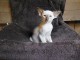 chaton siamois âgés de 3 mois