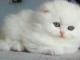 adoption magnifique chaton Highland Fold âgé de 3 mois