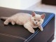adoption magnifique chaton Chartreux âgé de 3 mois