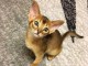 adoption magnifiques chaton Abyssin âgés de 3 mois