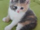adoption magnifiques chaton British Shorthair âgés de 3 mois