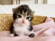 adoption magnifiques chaton Scottish fold âgés de 3 mois