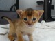 adoption magnifiques chaton Abyssin âgés de 3 mois