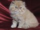 adoption magnifique chaton Persan Chinchilla âgé de 3 mois.