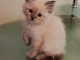 adoption magnifiques chaton Ragdoll âgés de 3 mois.