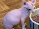 adoption magnifiques chaton sphynx âgés de 3 mois.