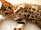 Chaton a donner bengal